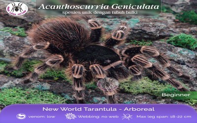ACANTHOSCURRIA GENICULATA / BRAZILIAN WHITE KNEE TARANTULA - SLING